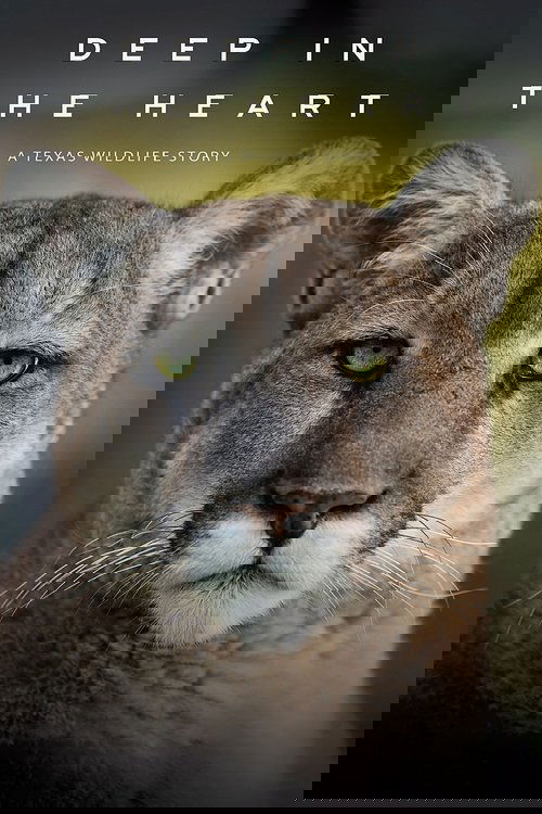 Deep in the Heart: A Texas Wildlife Story